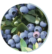 bilberry fruit used as a natural ingredient in Neuro Serge brain support supplement