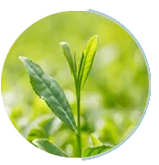 green tea plant leaves used as a natural ingredient in Neuro Serge brain support supplement