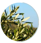 olive leaf plant used as a natural ingredient in Neuro Serge brain support supplement